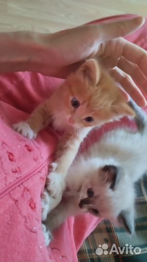 Котята в добрые руки
