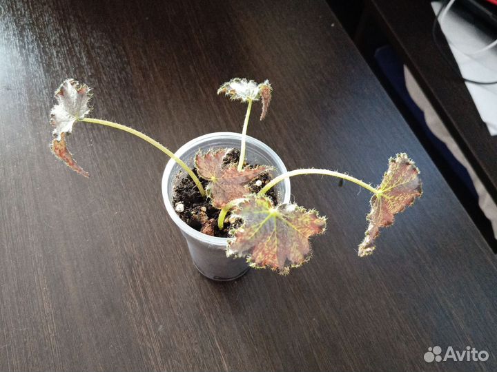 Бегония сорт Перл де Париж