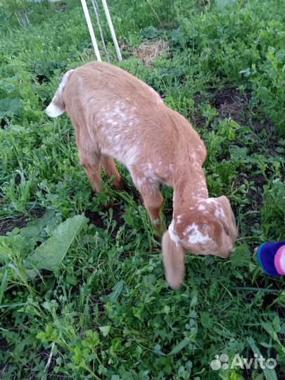 Козлик битал