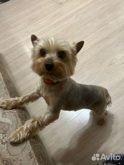 Ищем девочку