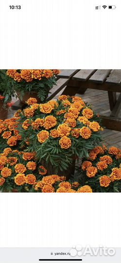 Рассада бархацев