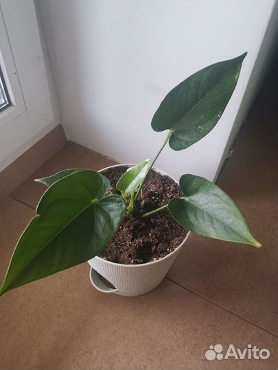 Антуриум Намора