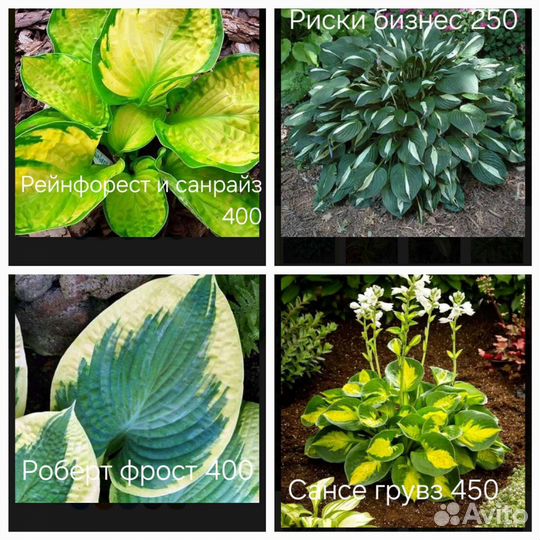 Хоста более 45 сортов