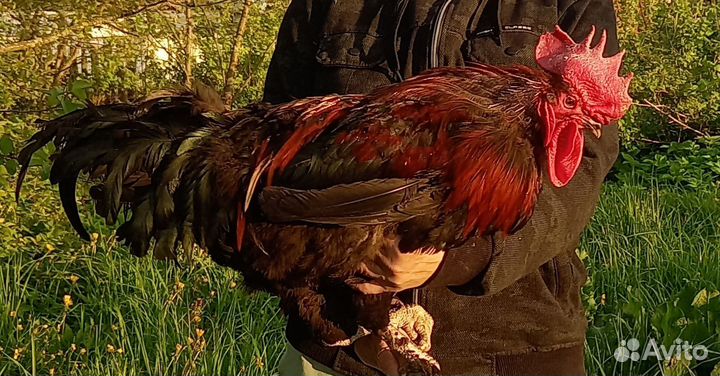 Красавцы Мараны