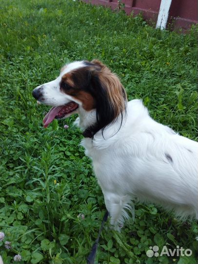 Спаниель в добрые руки