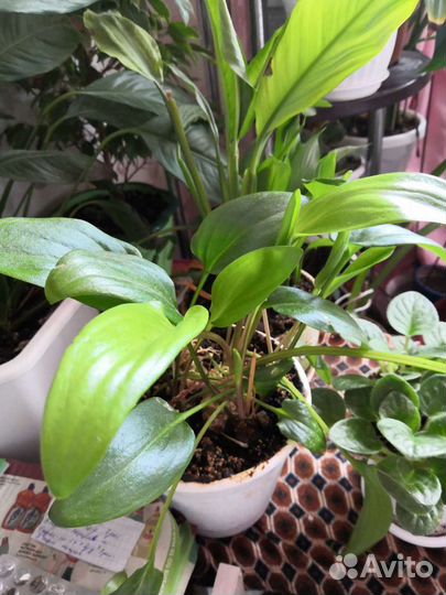 Дримиопсис