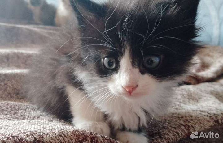 Котята в дар