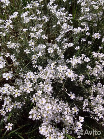 Ясколка,многолетник,почвопокровное