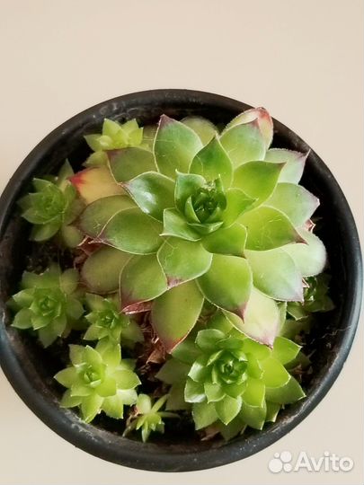 Суккуленты