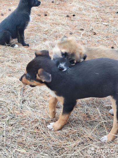 Щенки в добрые руки