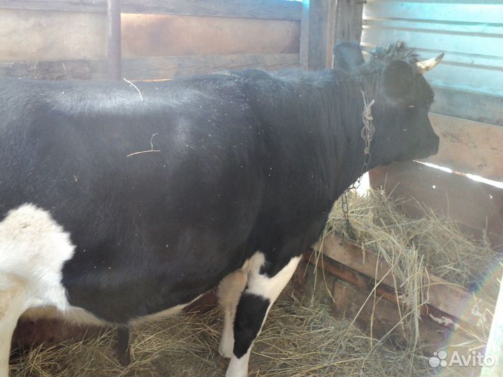 Продам корову и стельную телку