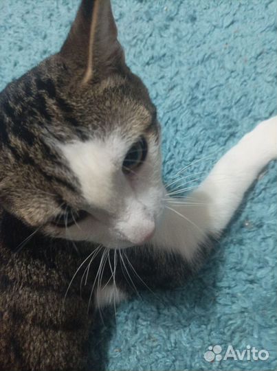 Отдам ласкового котика