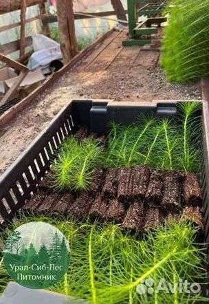 Сеянцы зкс Сосна Ель Лиственница окс Голуб Горн