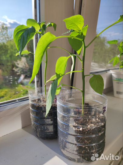 Рассада перцев