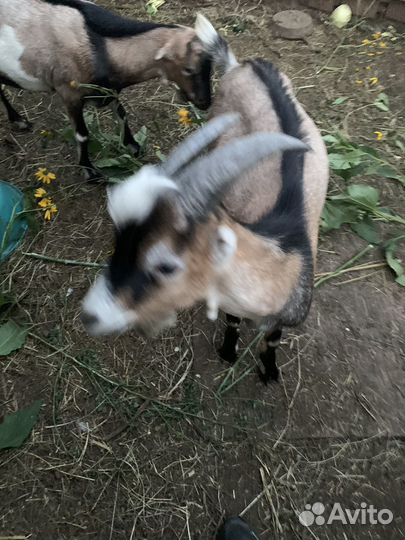 Продажа дойная коза
