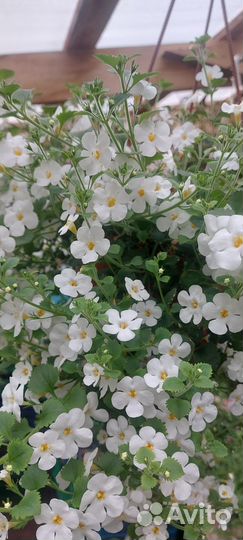 Рассада однолетних цветы