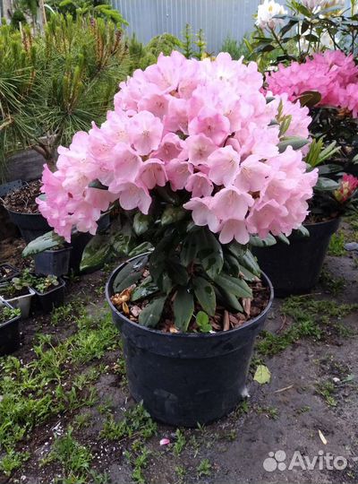 Рододендроны, азалии. Наличие и предзаказ 2023