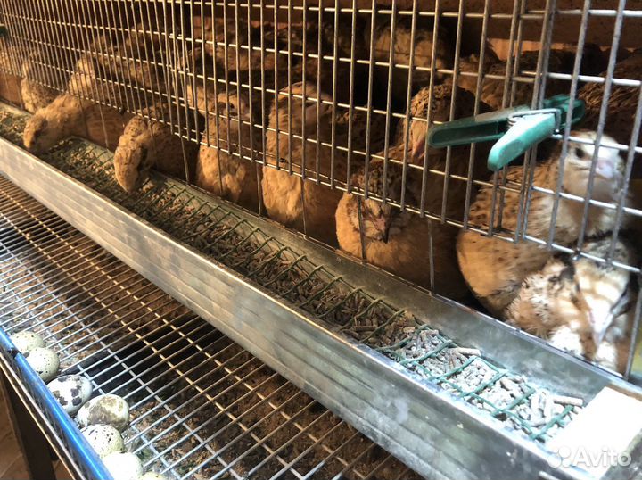 Яйца перепелиные домашние и инкубационное