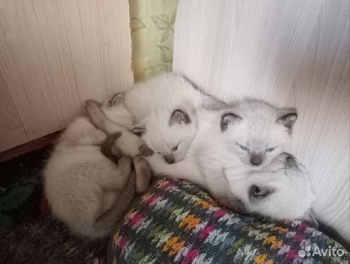 Тайские котята