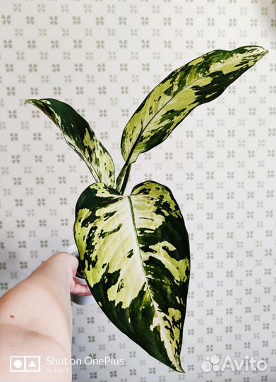 Диффенбахии