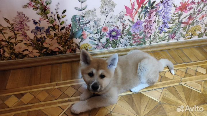 Собака щенок Акита ину