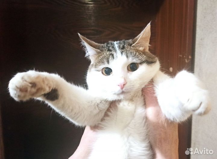 Котик