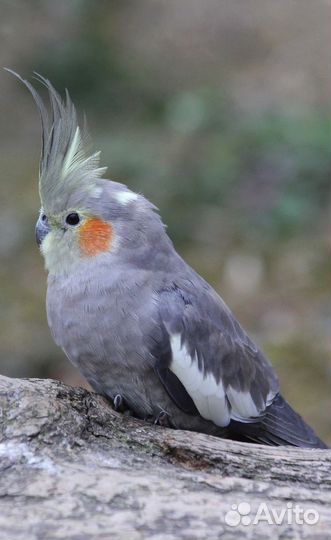 Попугай корелла