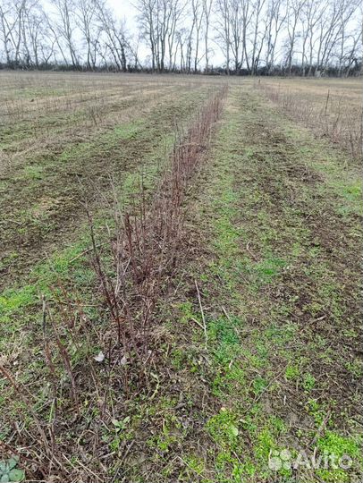 Куст малины