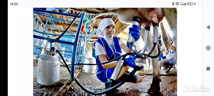 Доярка с проживанием можно семьёй