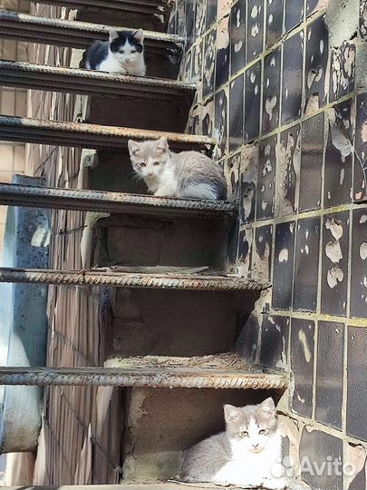 Котята