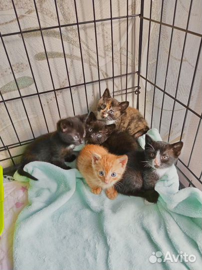 Котята