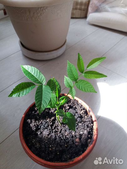 Грецкий орех саженцы