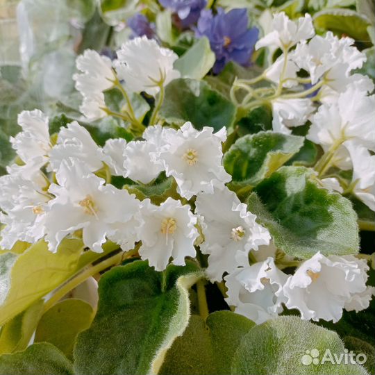 Фиалка Студенческая