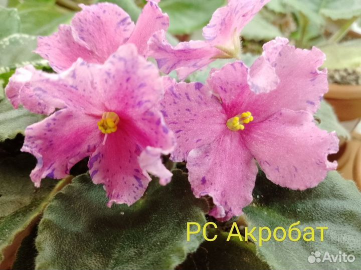 Фиалки в наличии