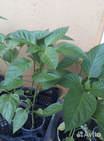 Рассада перцев