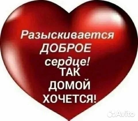 Собака в добрые руки отдам бесплатно