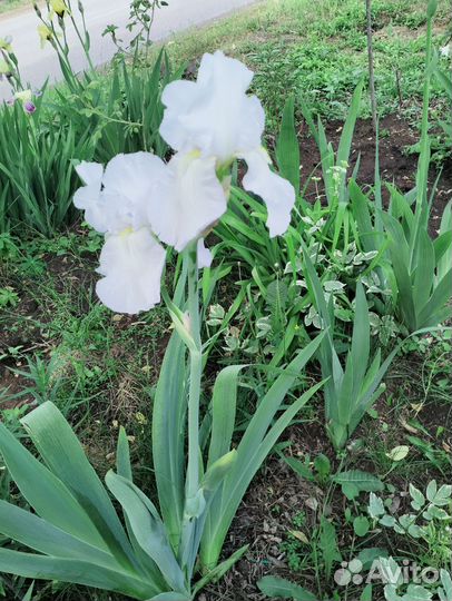 Ирисы