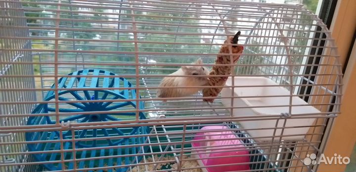 Пристраиваю хомячка с клеткой