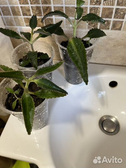 Каланхоэ лечебное