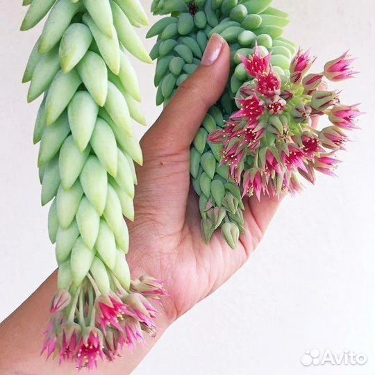 Суккуленты: Очиток Моргана, Седум (Sedum)