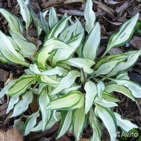 Хоста растение