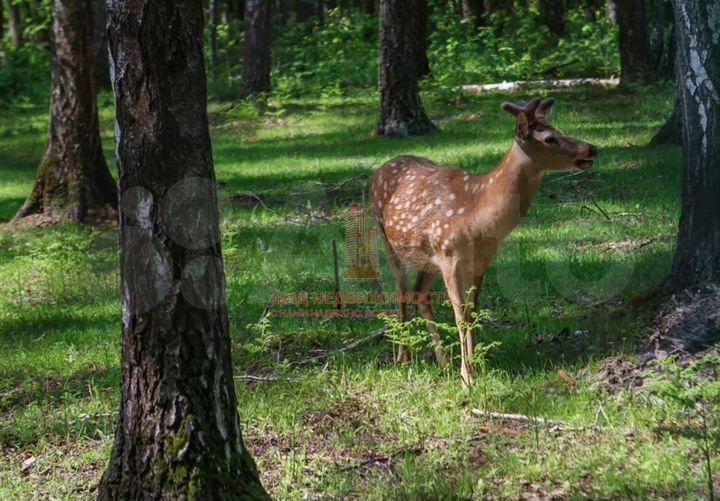 Участок 16 сот. (ИЖС)