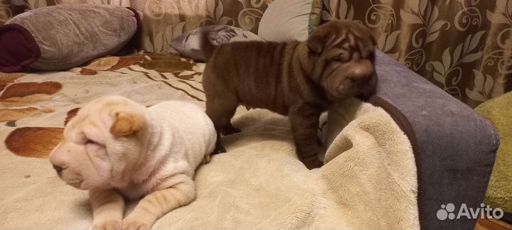 Собаки щенки шарпей