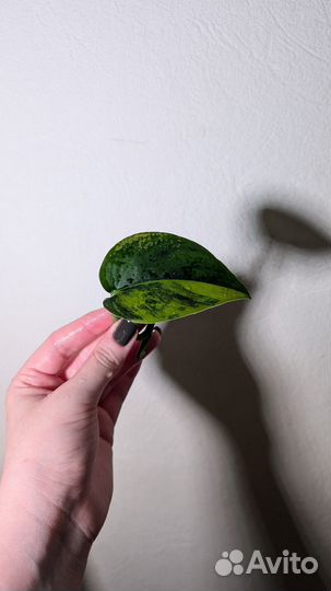 Сциндапсус Jade satin var