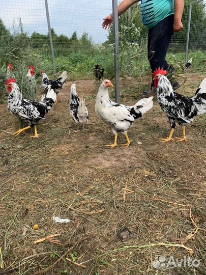 Леггорн долматинец