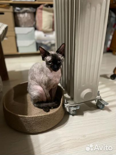Сфинкс девочка в добрые руки