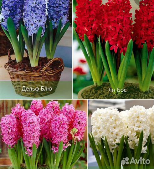 Гиацинты к 8 марта