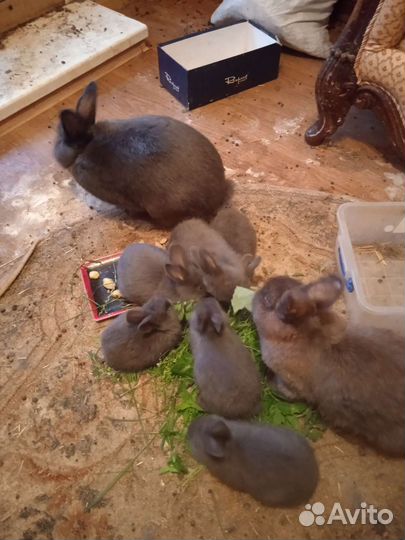 Продам семейку породистых кроликов