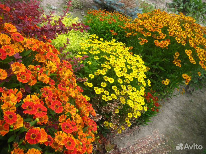 Сортовые низкорослые гелениумы