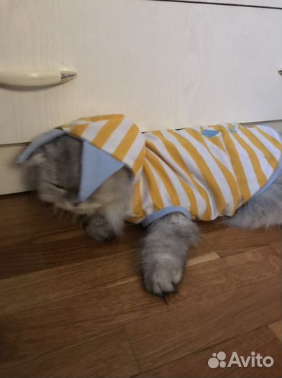 Костюм для кошки